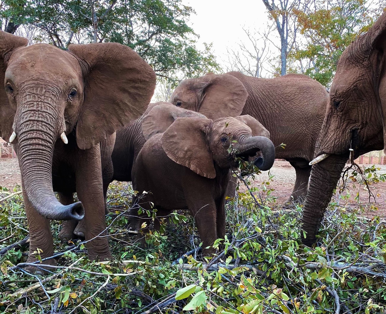Olifantenkalf Moses tussen grotere olifanten aan het eten in Wild is Life, Zimbabwe