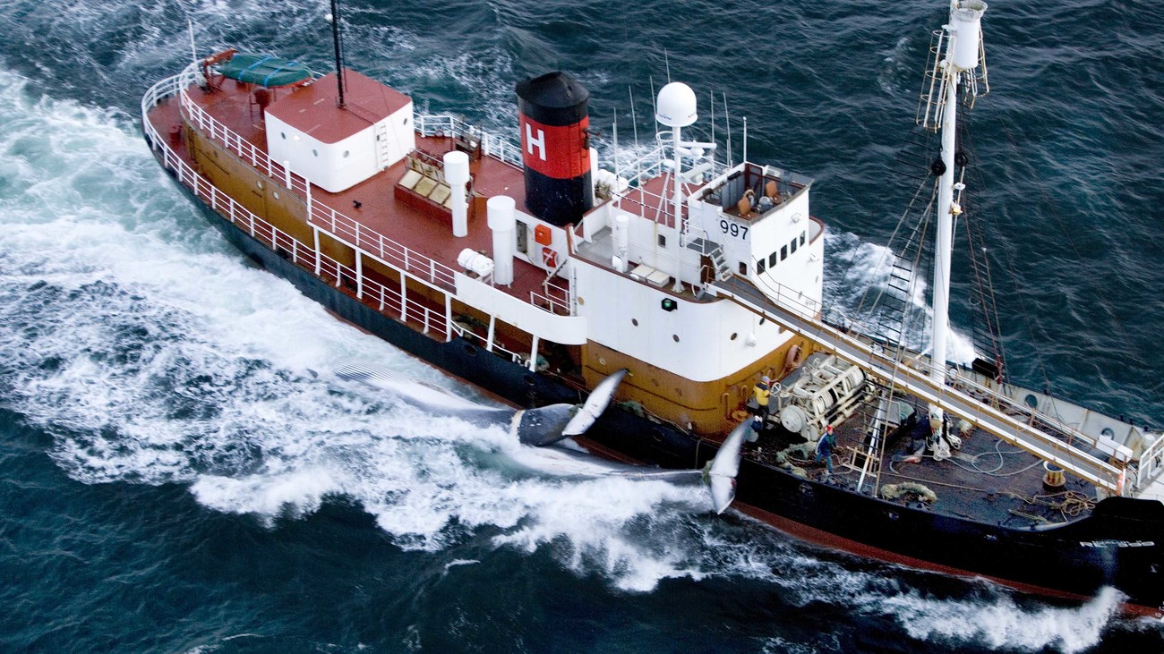 commercial whaling ship hauls in two killed fin whales in Iceland