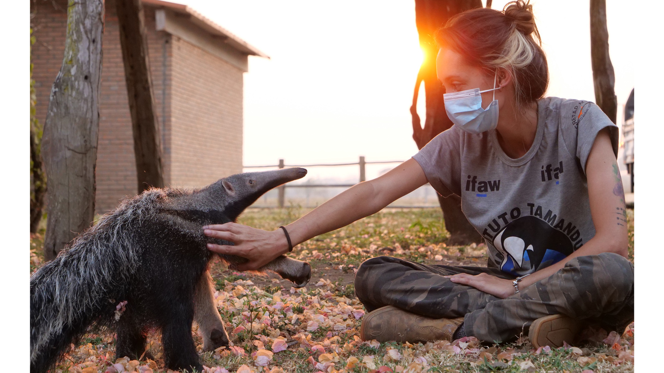 giant anteater paws at rescuer