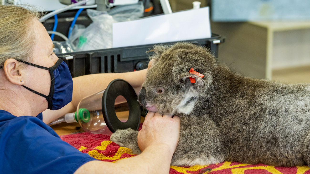 Een koala wordt na vrijlating gecheckt.