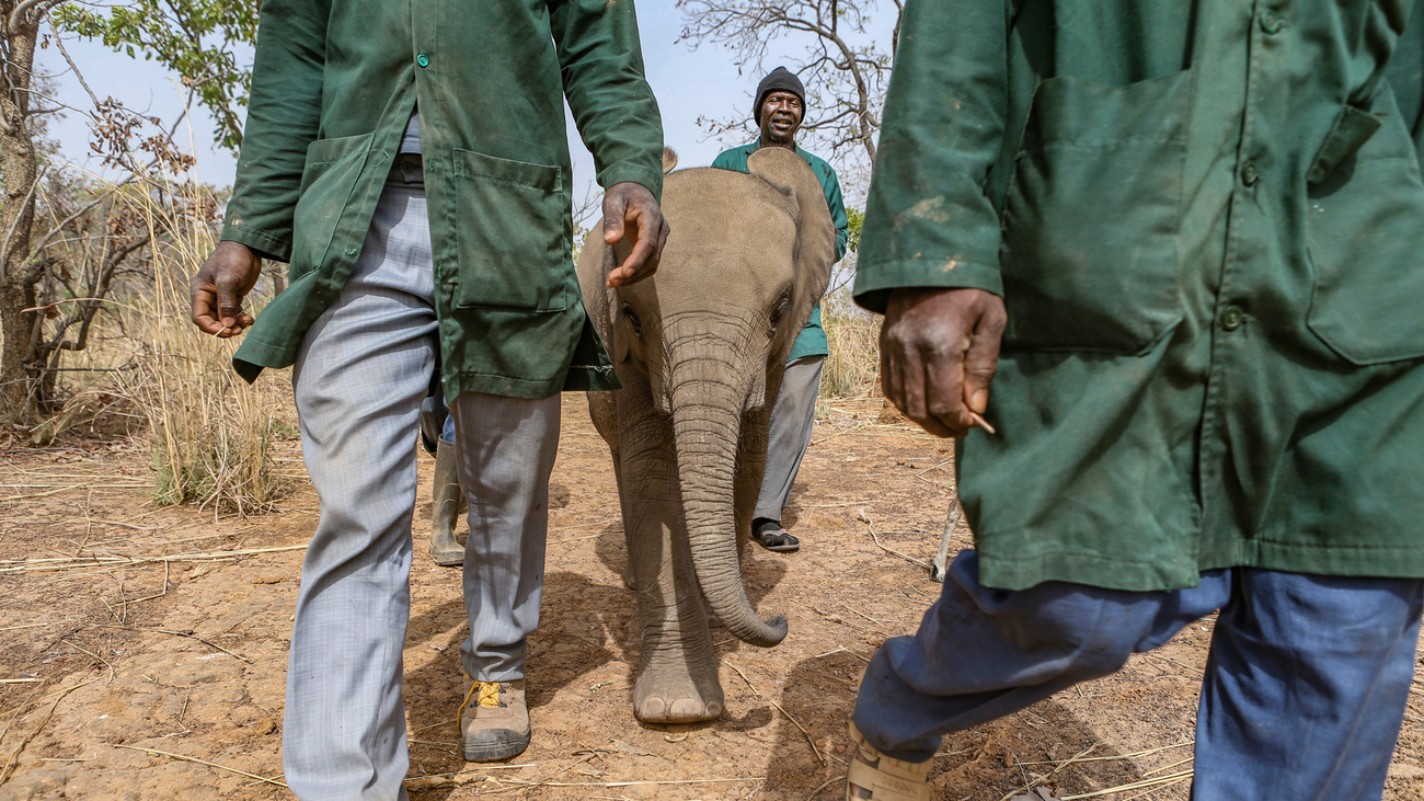 An elephant walks alongside keepers in Burkina Faso. 