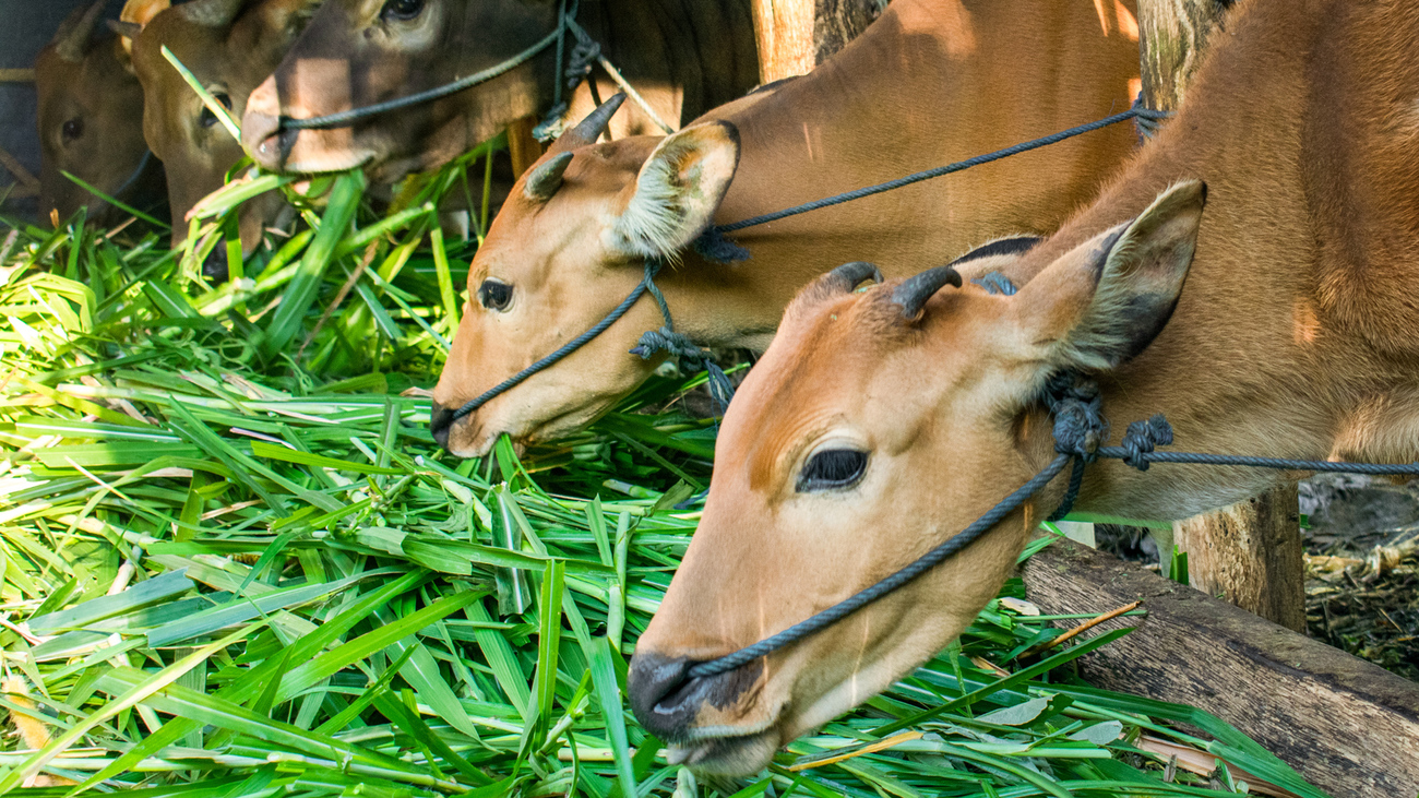 Cattle eating in Bali, Indonesia