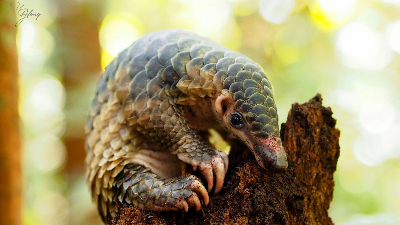 This Sunda pangolin has been successfully released after undergoing rehabilitation by Brunei.