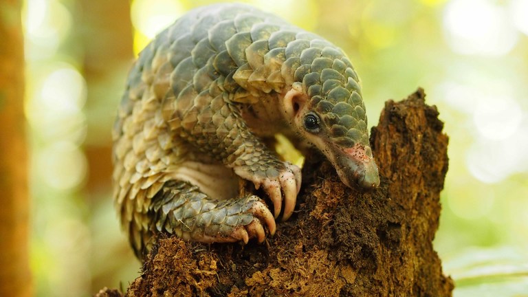 pangolin FAQ: learn about the world's most trafficked mammal