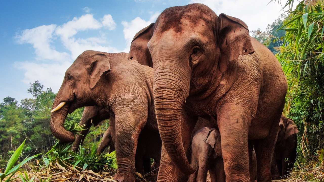 An Asian elephant herd walking through a man-made path near a forest in Meng'a Town, Yunnan Province, China.