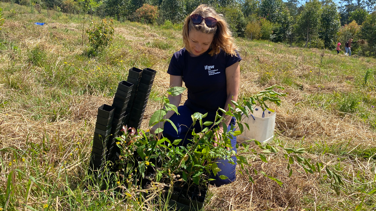 Josey Sharrad, Responsable de campagnes faune sauvage chez IFAW lors de l’évènement de plantation d’arbres soutenu par IFAW avec Zero Emissions Byron, à Bangalow, en Nouvelle-Gallesdu- Sud, en septembre 2020.