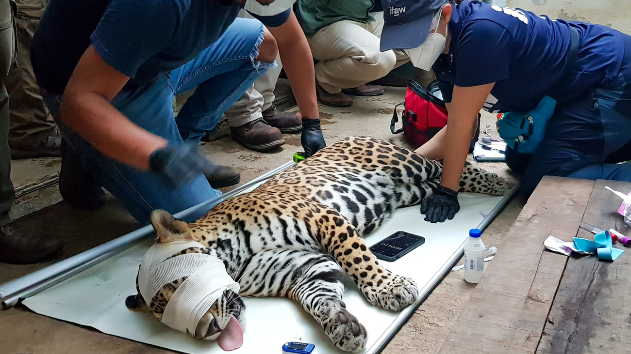 jaguar undergoing rehabilitation 