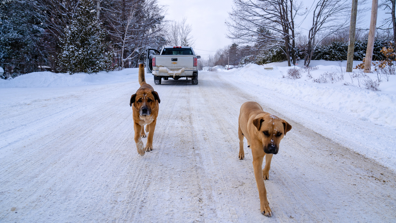 two dogs in Canada