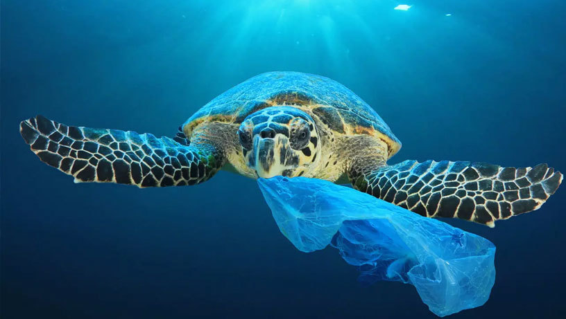 Hoe Komt Plastic In De Oceaan Terecht? | Ifaw