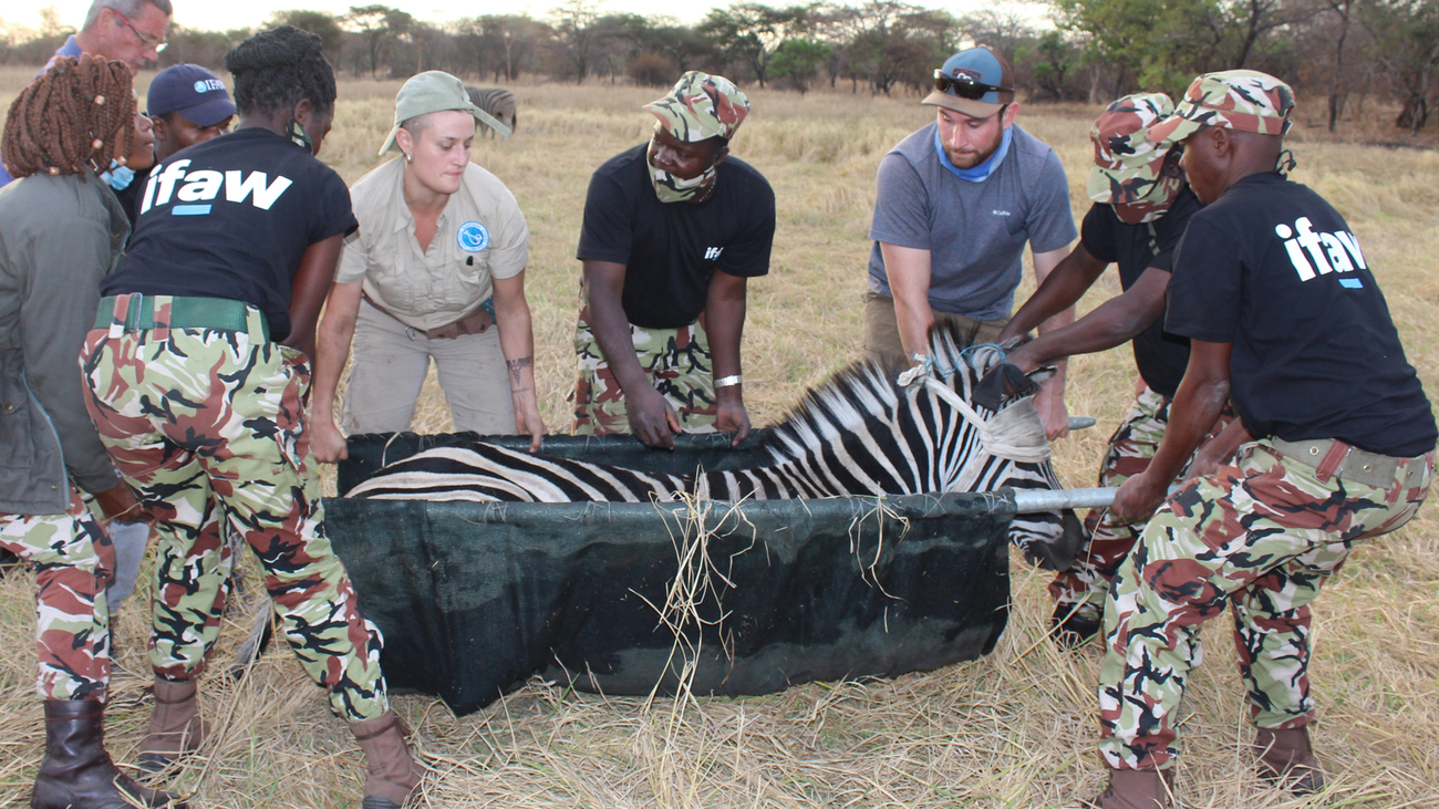 six people picking up a zebra in Malawi for translocation