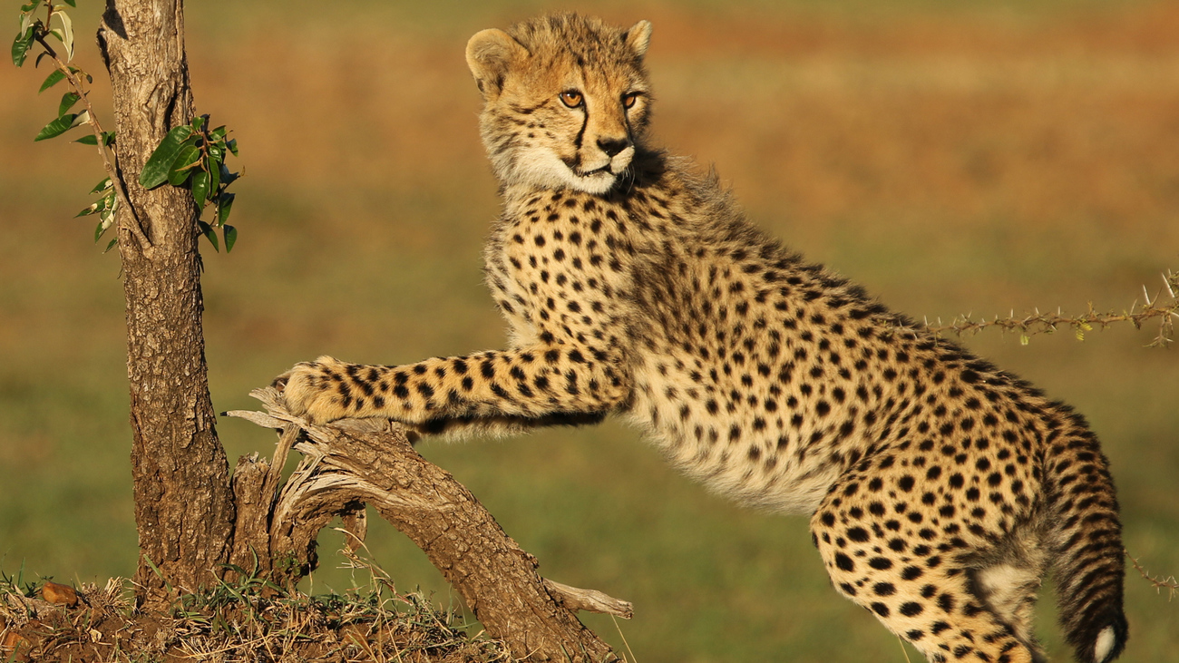 Un bébé guépard joue dans la savane.