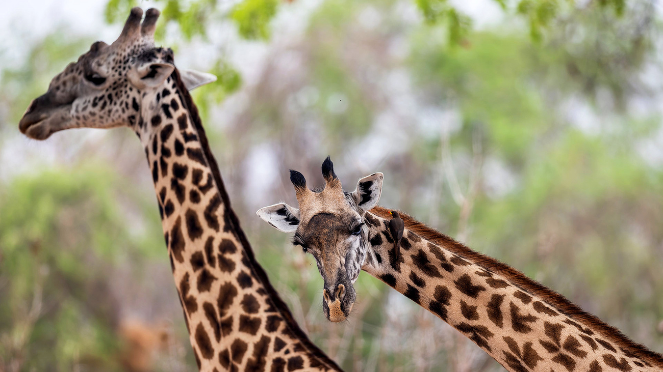 Een Thornicroft giraffe in South Luangwa National Park in Zambia.