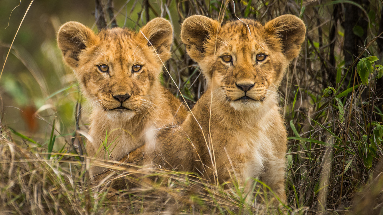 two lions cubs