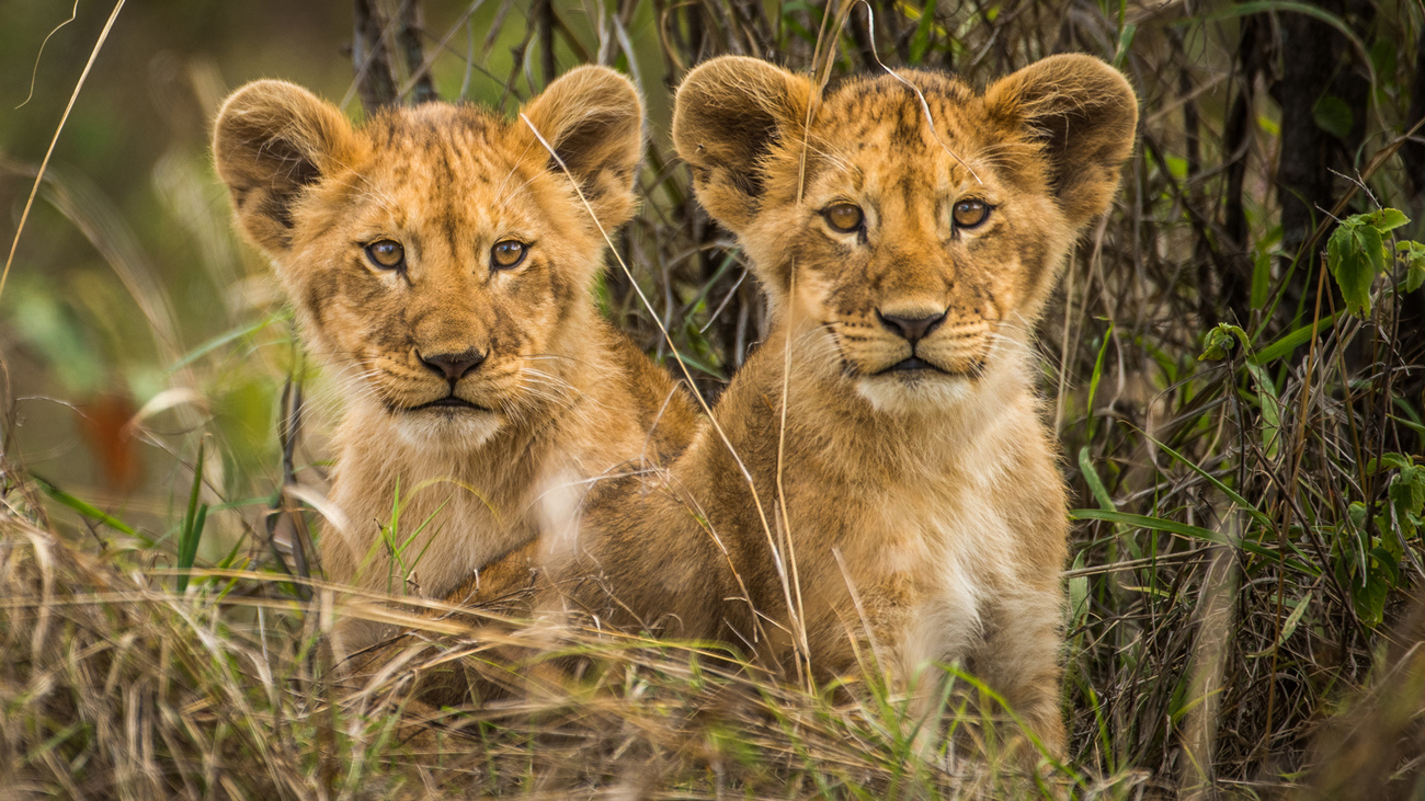 Les lionceaux prélevés dans la nature diminuent les chances des populations sauvages.