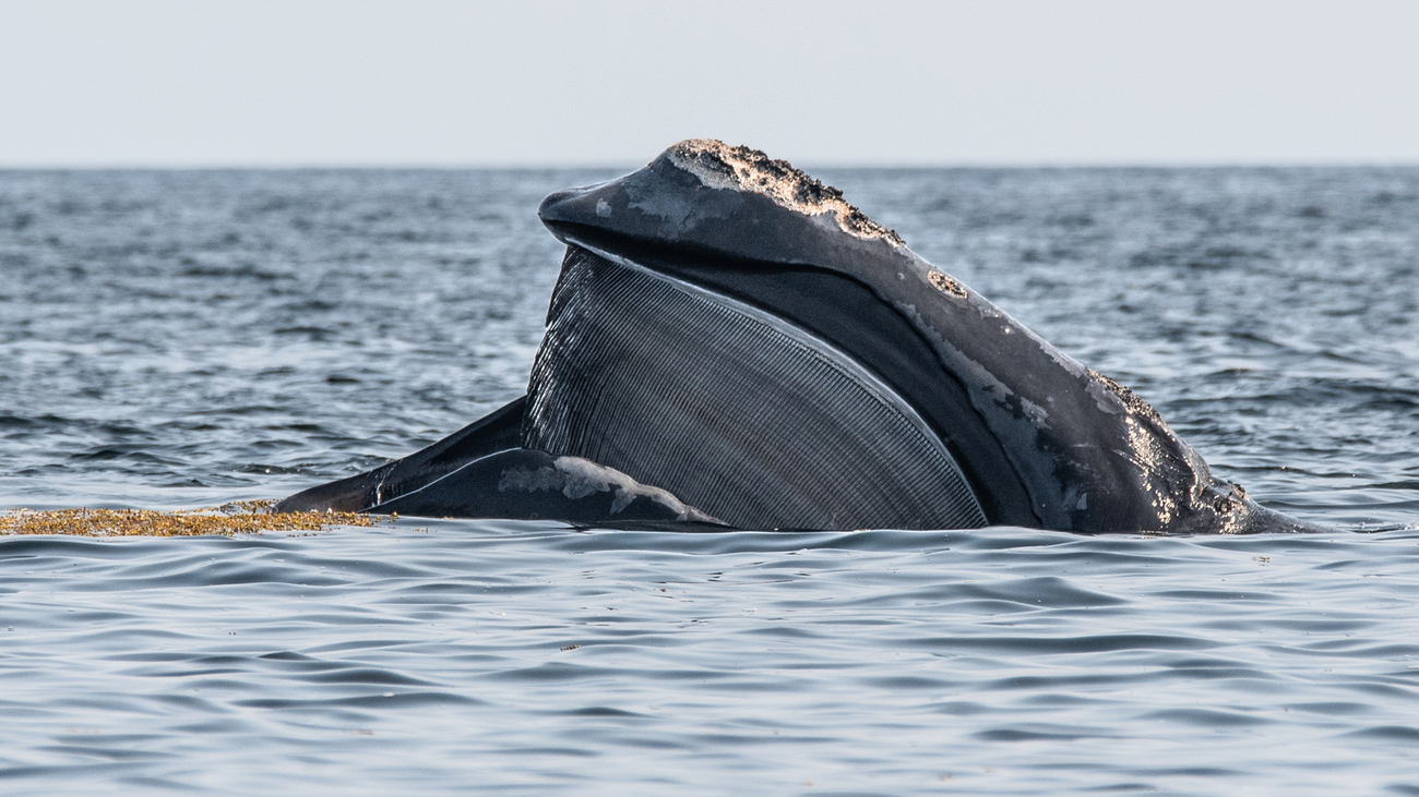 A North Atlantic right whale with mouth open to show baleen.