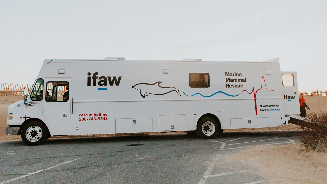 dolphin clinic van at the beach on Cape Cod