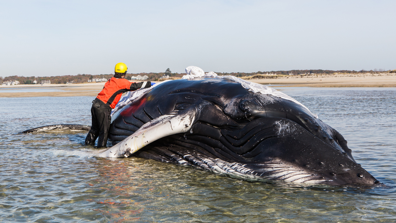 humpback whale washed on shore