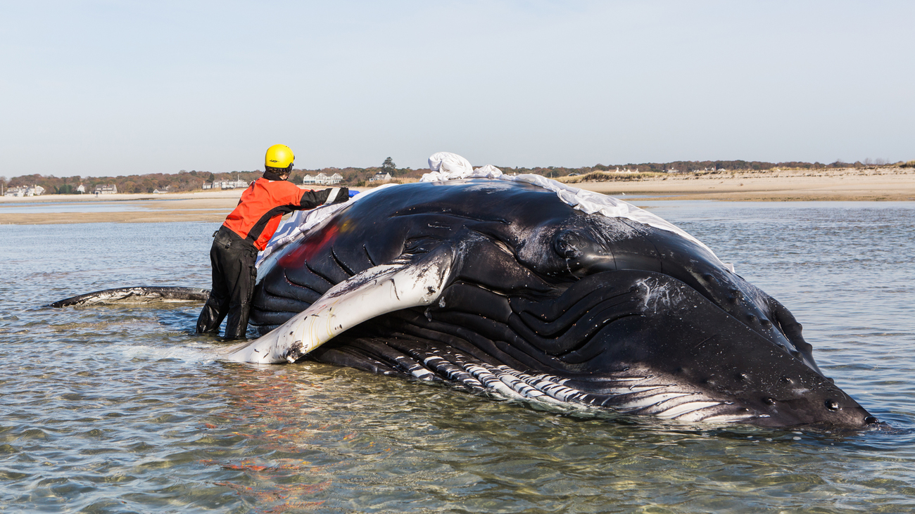 Teammitglied bei einem Einsatz zur Rettung eines gestrandeten Buckelwals am Cape Cod. Solche Rettungsaktionen finden im Rahmen einer Vereinbarung zwischen IFAW und der Nationalen Fischereibehörde der USA nach dem Gesetz zum Schutz von Meeressäugern (MMPA) statt.