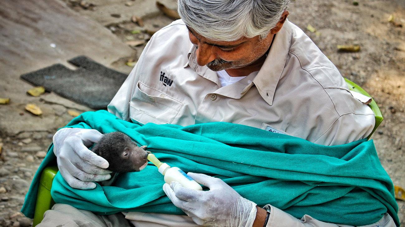 a man gives a bottle to a Asiatic bear cub
