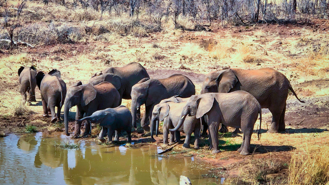 an elephant herd at a watering hole in Zimbabwe