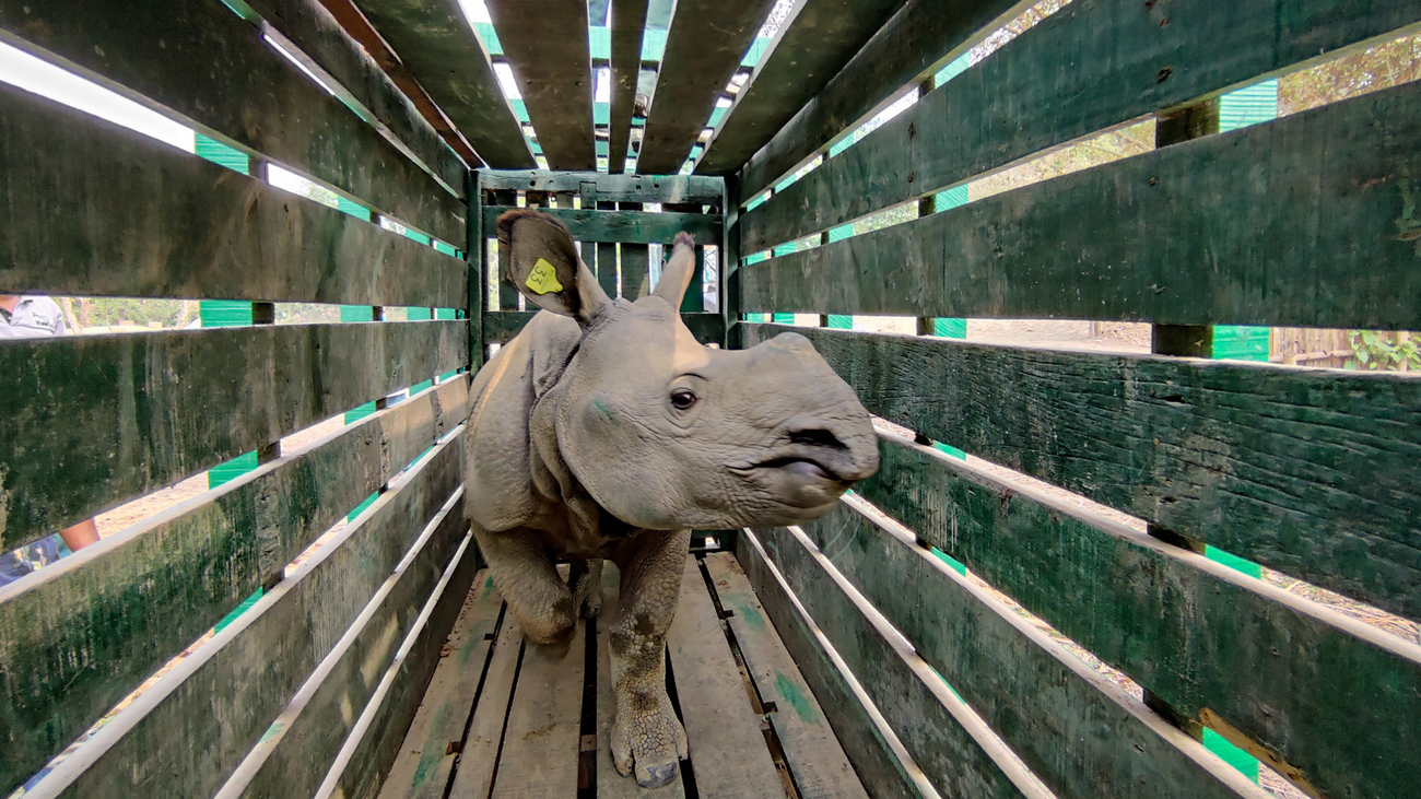 Kuthari, réveillé après avoir été sédaté et chargé, par l’équipe d’IFAW-WTI, dans une caisse de transport individuelle qui a servi au transfert entre le CWRC dans le parc national de Kaziranga, dans l’Assam, en Inde, vers le parc national de Manas.