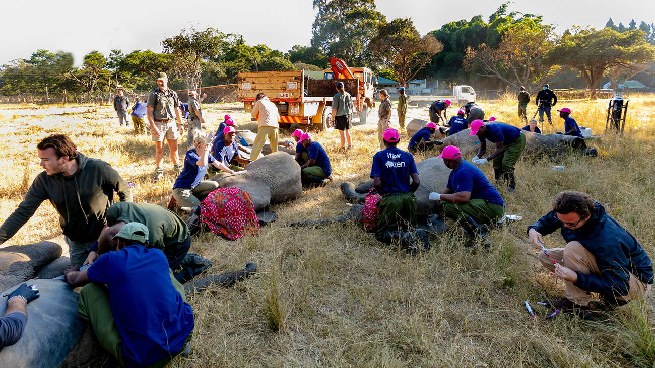People work on elephants to translocate them in Zimbabwe.