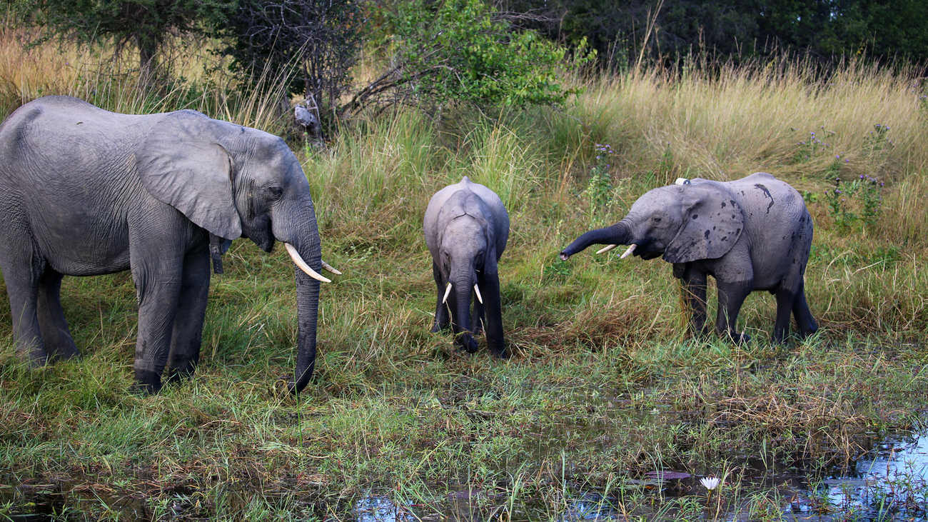 Batoka (links) met twee andere weesolifanten bij een drinkplaats na zijn terugkeer naar de GRI-EOP vrijlatingssite in Kafue National Park, Zambia, nadat hij al 14 maanden in het wild heeft geleefd.