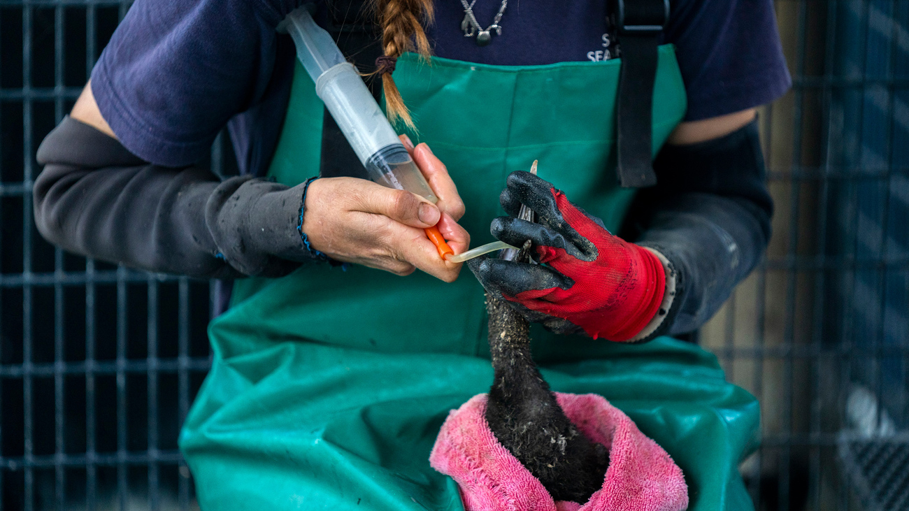 woman feeds a rescued cape cormorant