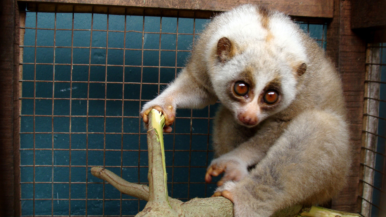 Ein aus Borgang gerettetes Plumplori wird in der mobilen Tierarzt-Praxis von IFAW und WTI in Arunachal im indischen Bundesstaat Assam behandelt.