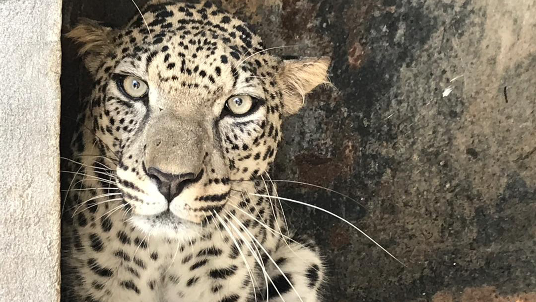 a close-up of a leopard