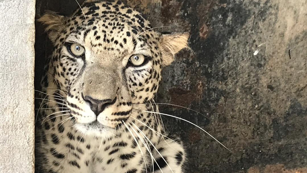 Een van Arabische luipaarden in Taiz Zoo in Jemen, waar IFAW probeert om de stress van de grote katachtigen te verminderen.