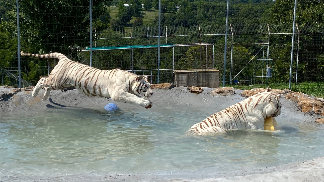 two tigers playing in a pool