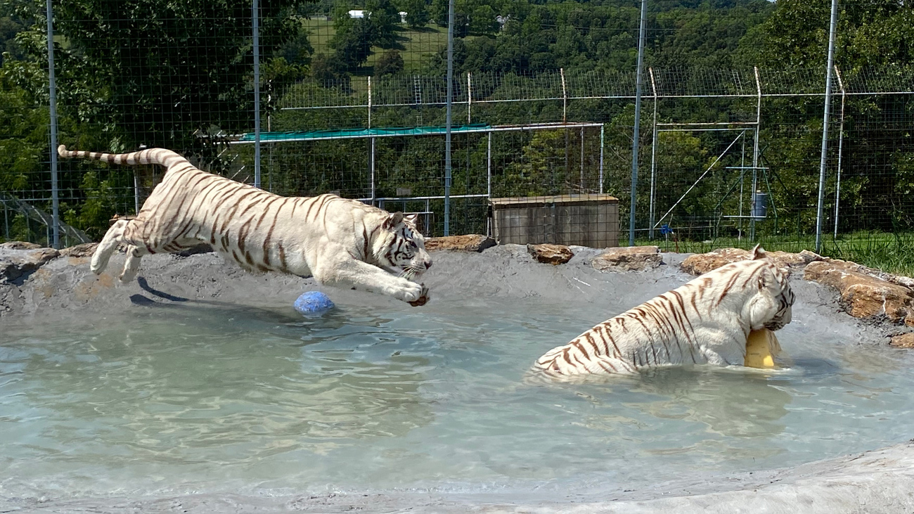 Die Großkatzen haben ein gutes Leben. Tiger sonnen sich gerne oder spielen und schwimmen in ihrem Wasserbecken.