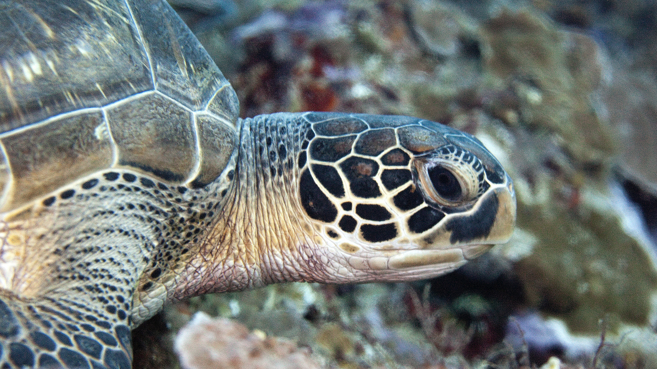 Turtle swimming upwards along a coral wall.