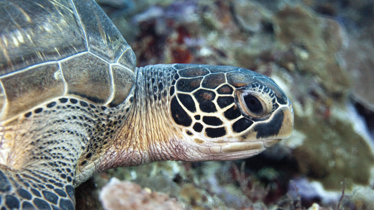 Eine Schildkröte schwimmt entlang einer Korallenwand.