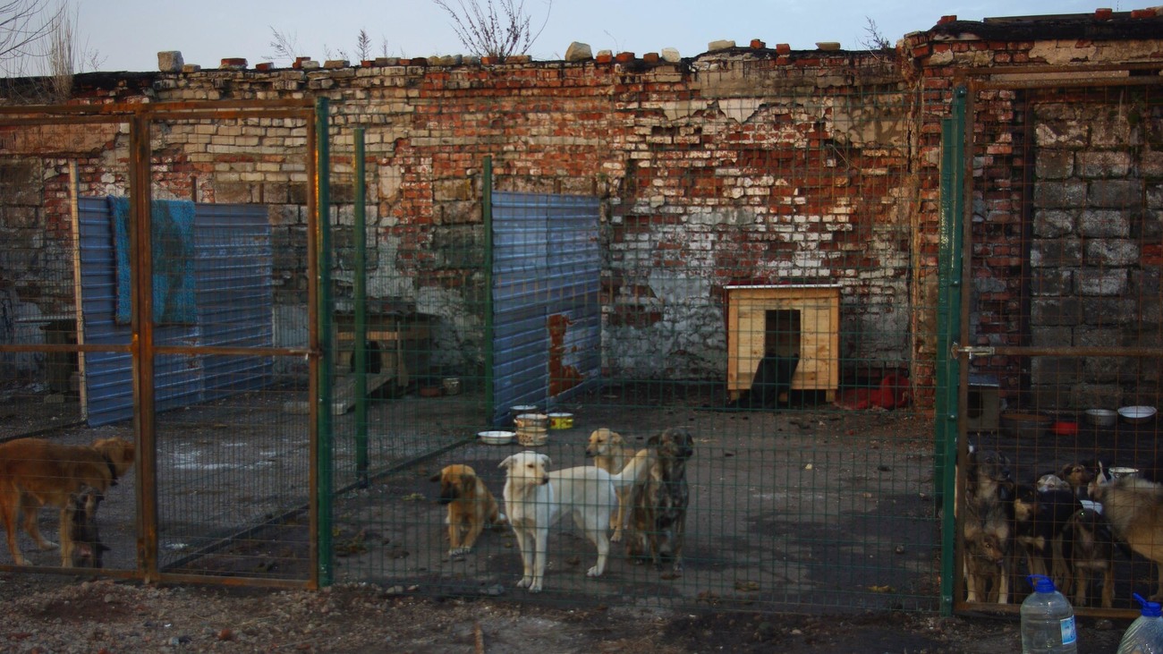 dogs stand behind a metal fence in a shelter in Gorlovka, Ukraine