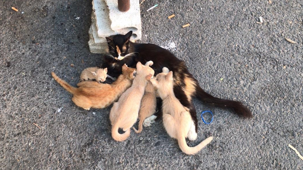 Eine Katze, die das Rettungsteam von Animals Lebanon in einem zerstörten Gebäude in Beirut auffand.