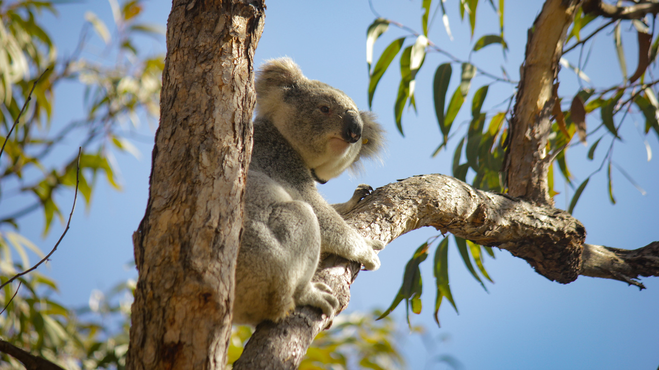 koala in tree