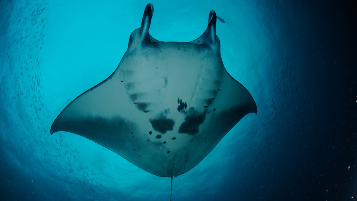 Taches visibles sur la face inférieure d’une raie manta de récif, atoll Malé du Nord, aux Maldives.