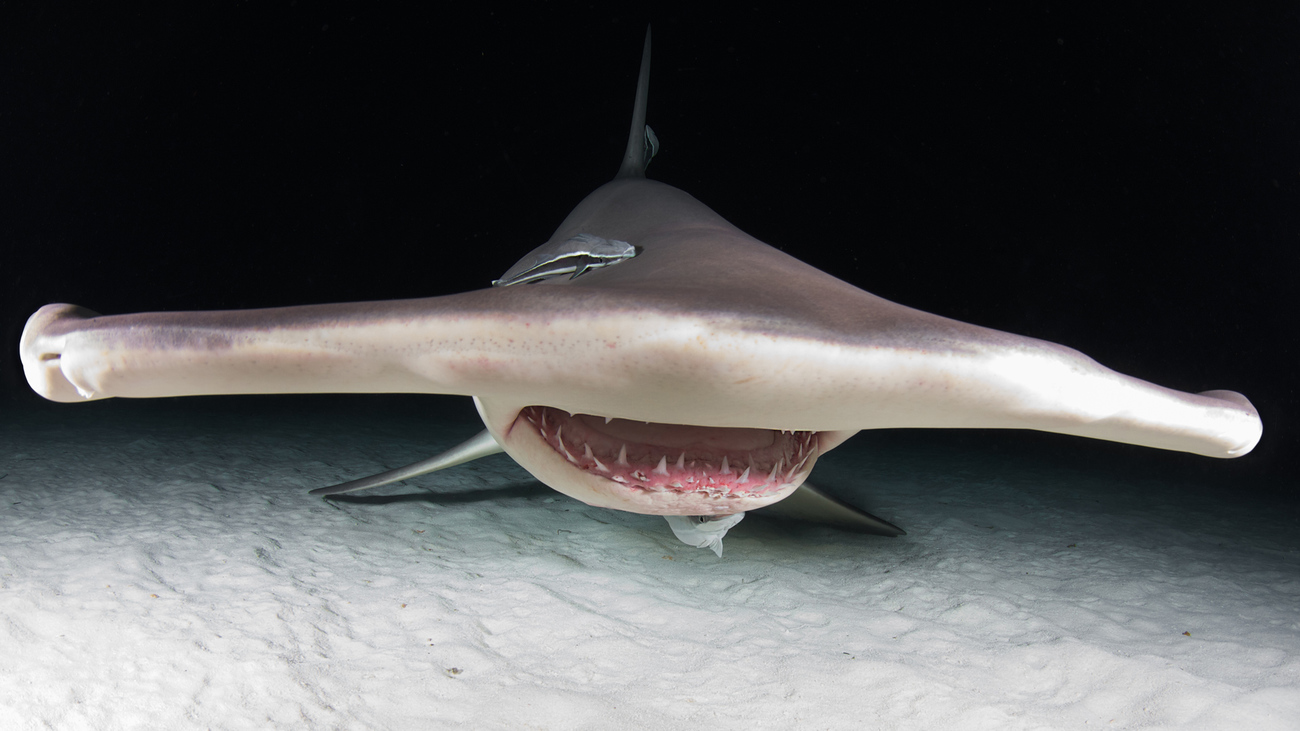 Un requin marteau de nuit.