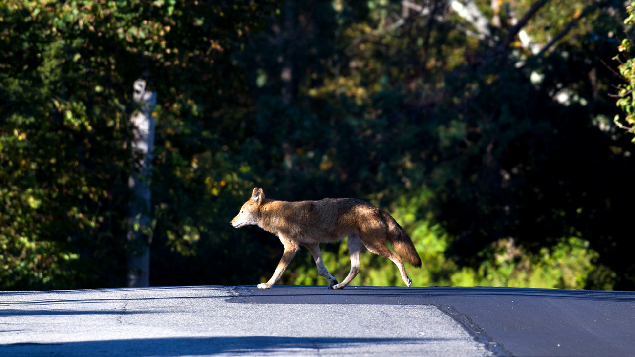 coyote crossing the street