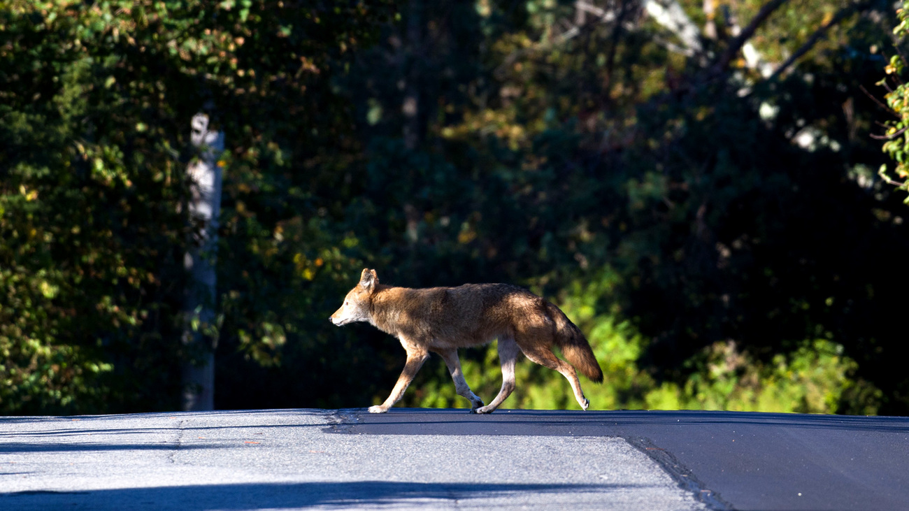 Triangle the coyote crosses a sun-dappled Grapevine Road in Gloucester, Massachusetts.