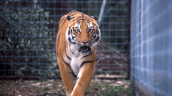 Senate approves the Big Cat Public Safety Act in monumental win for captive wildlife