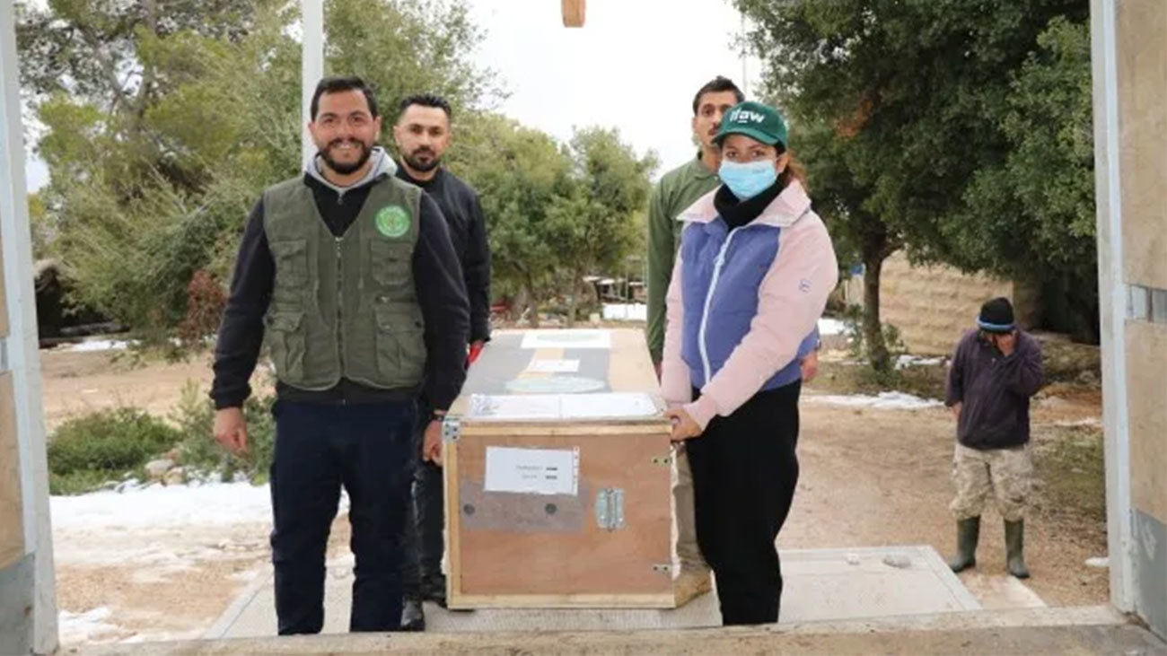 IFAW en partners brengen nijlkrokodil naar het vliegveld in Jordanië