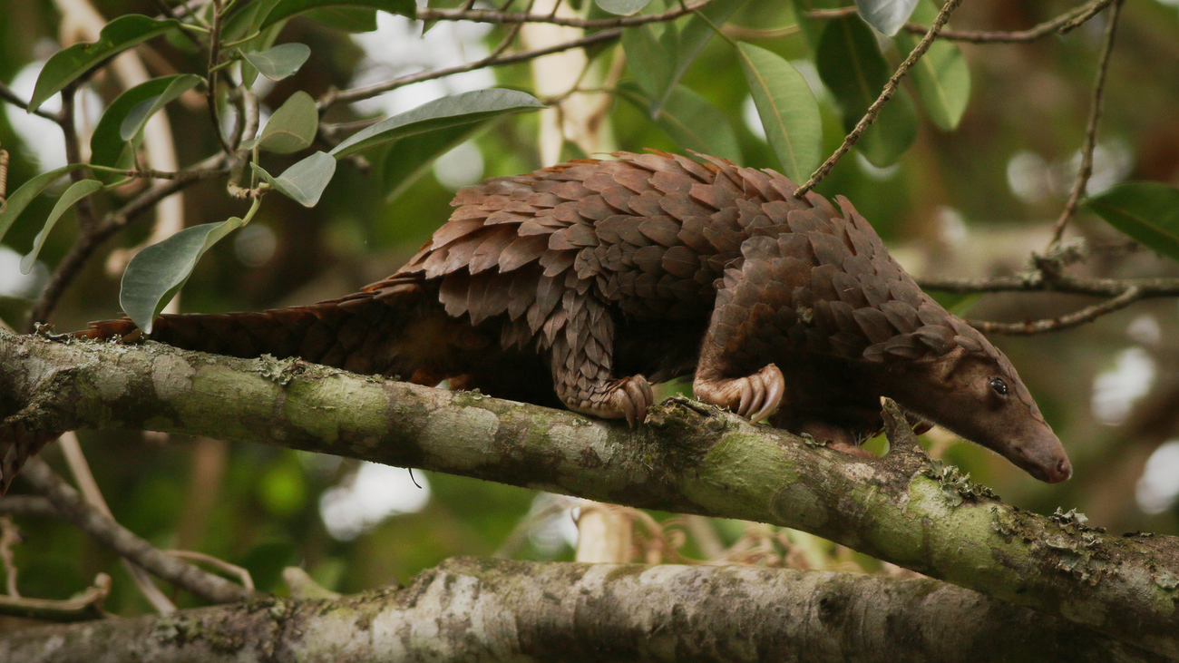 pangolin climbing a tree