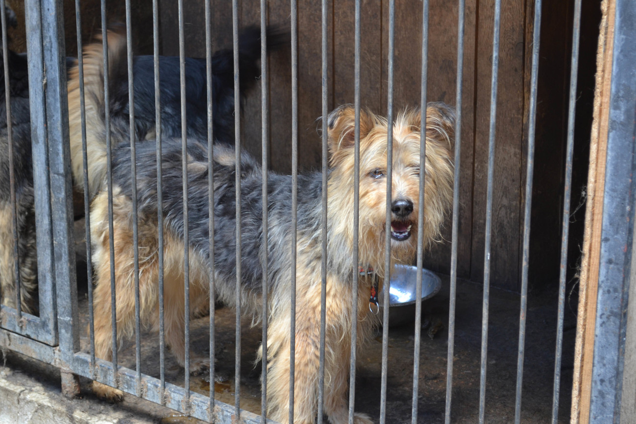 2015 footage: IFAW supports Shelter Pif in Donetsk