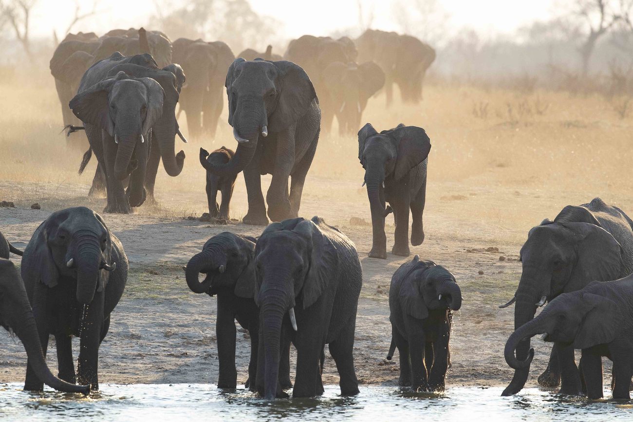 A group of African elephants drink water at a watering hole with the larger herd approaching them from behind in Hwange National Park, Zimbabwe.