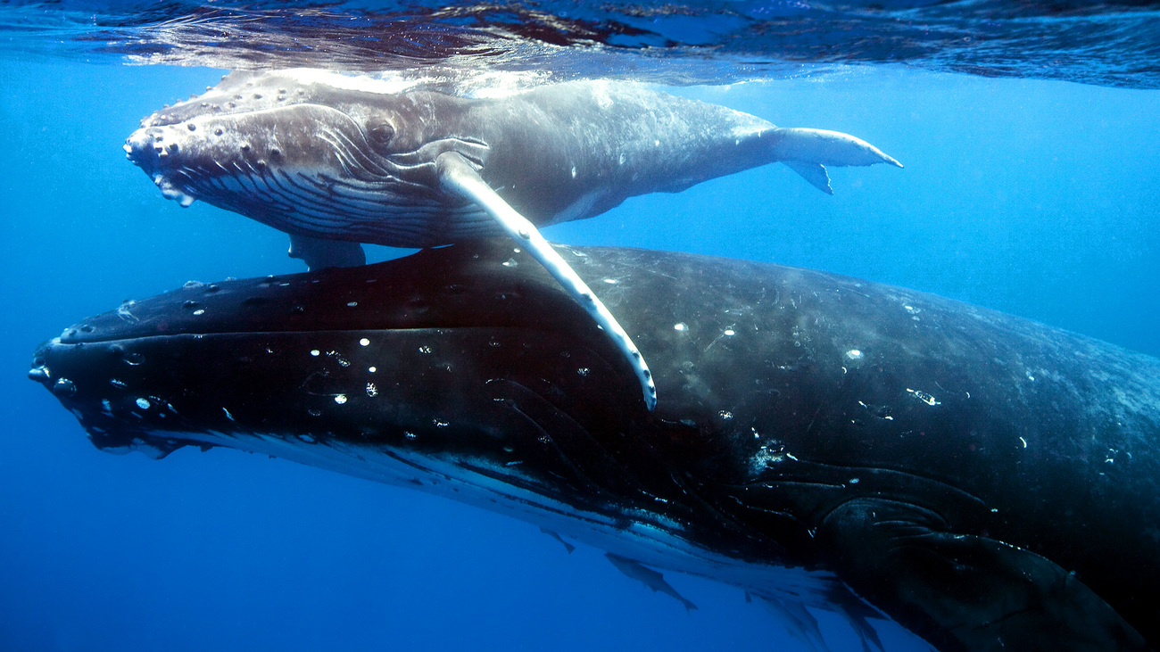 Humpback Whale and calf swimming above her head