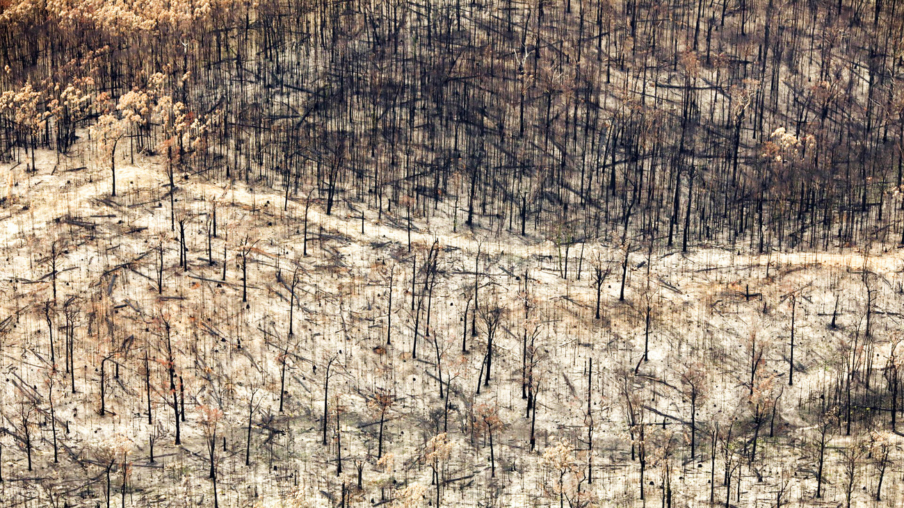 An aerial view of a forest burned and damaged by the bushfires that swept through the East Gippsland region in Victoria.