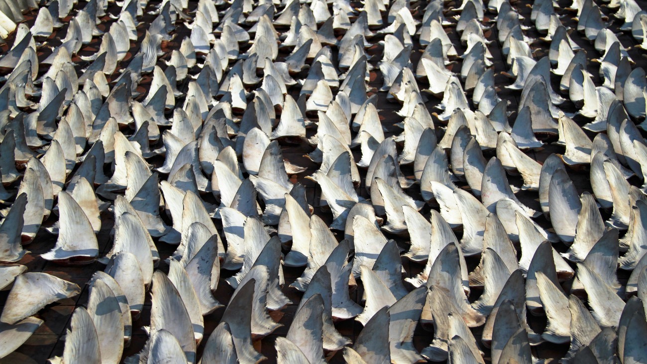 hundreds of shark fins in a giant pile 